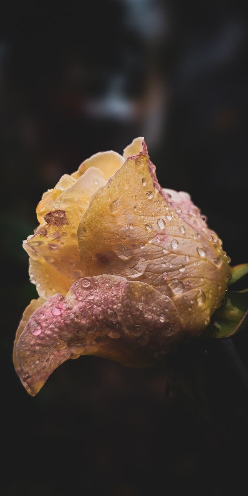 Photograph by Fernando Gabriel Castro Ortiz