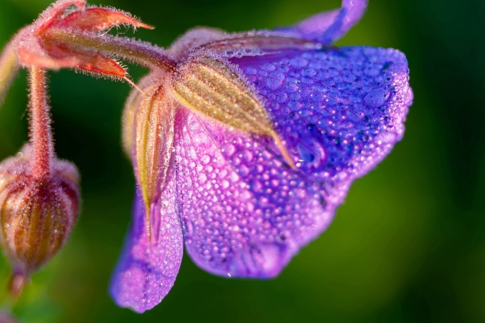 Photograph by Михаил Косолапов