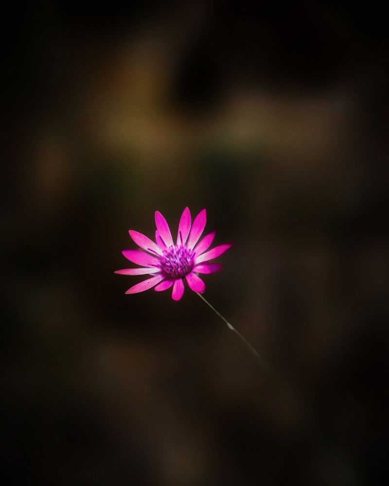 Фотография автора Naser Rezeian