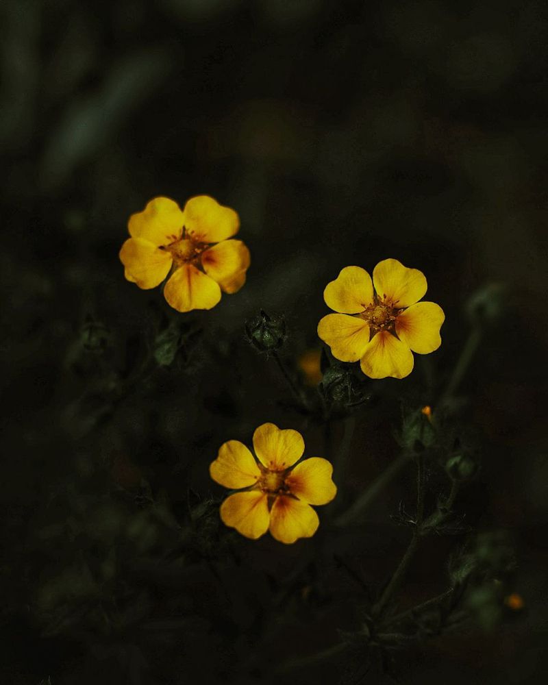 Фотография автора Naser Rezeian