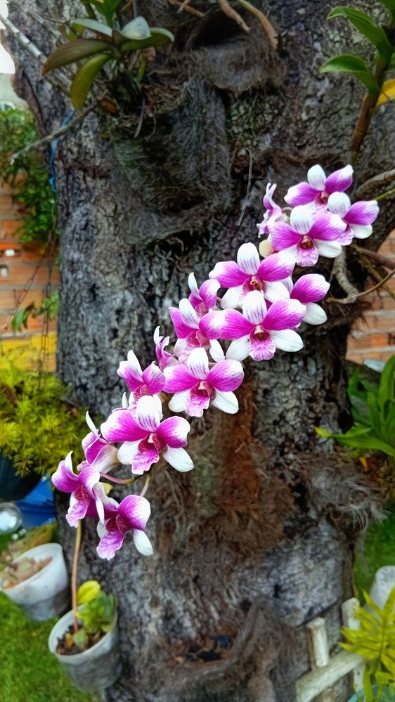 Photograph by Jorge Lima