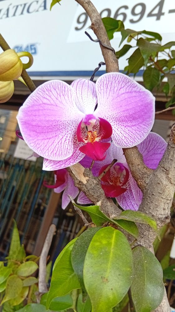 Photograph by Jorge Lima