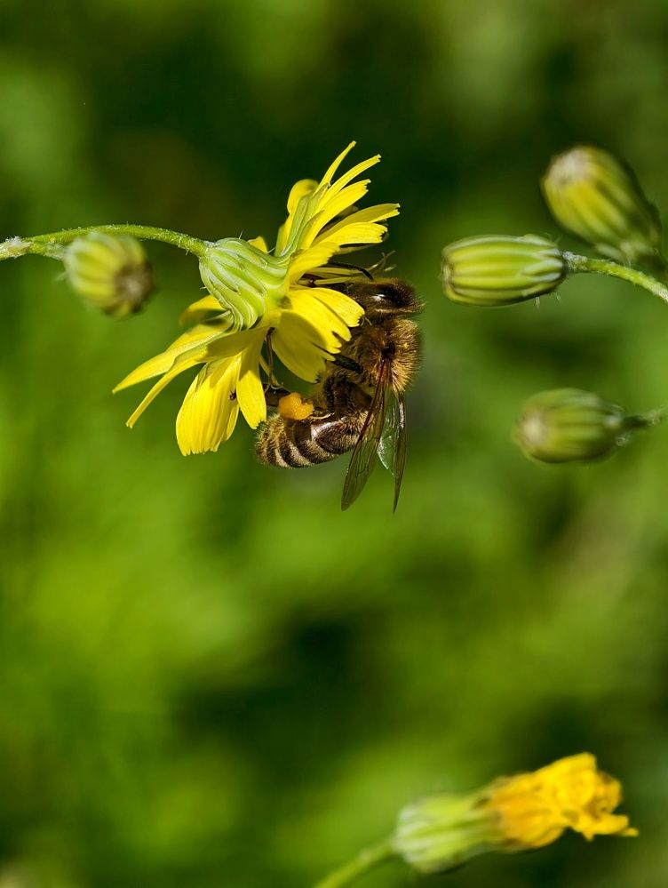 Фотография автора robot