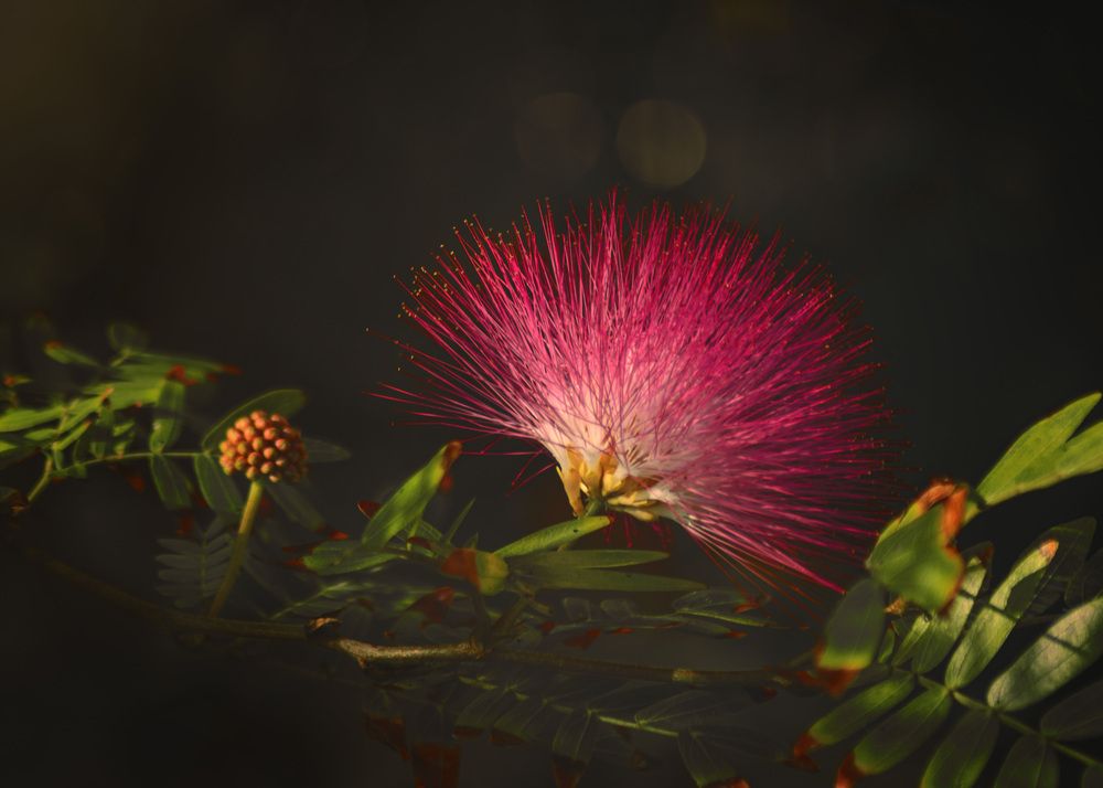 Photograph by Juan Javier Medina Pereira