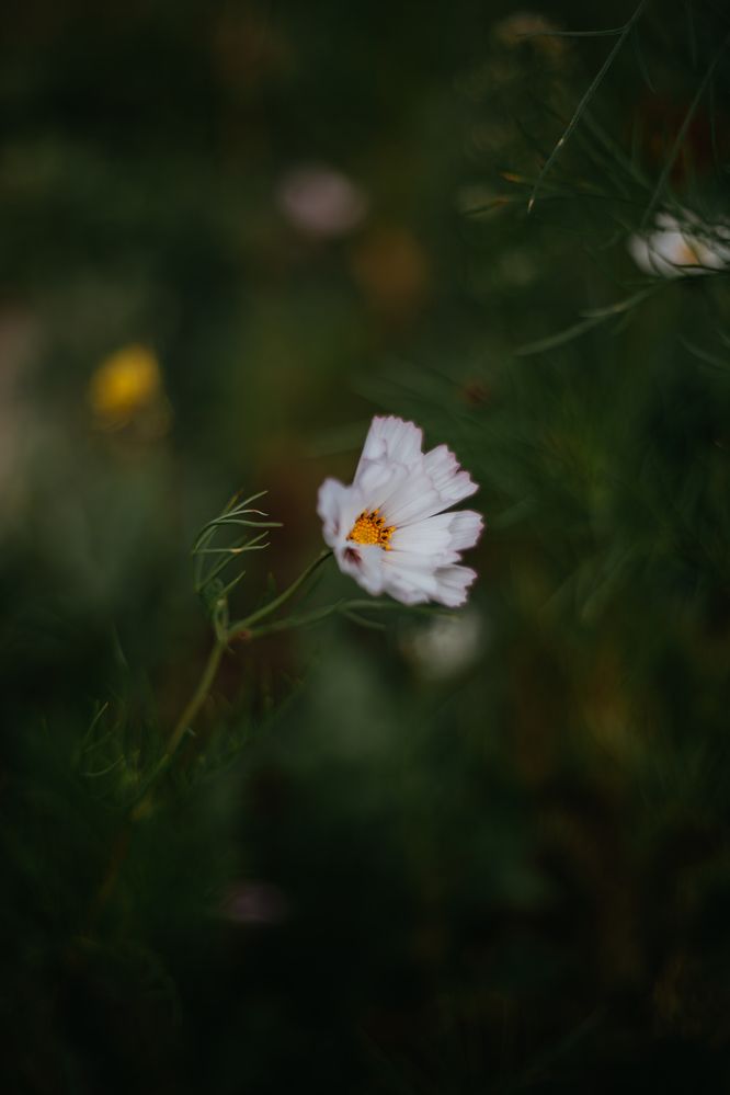 Photograph by Света Вирбицкас