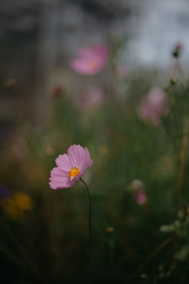 Photograph by Света Вирбицкас