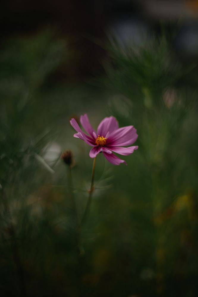 Photograph by Света Вирбицкас