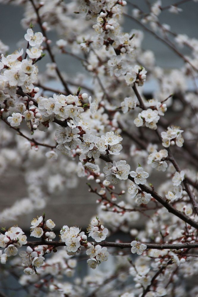 Фотография автора Эльза Завьялова