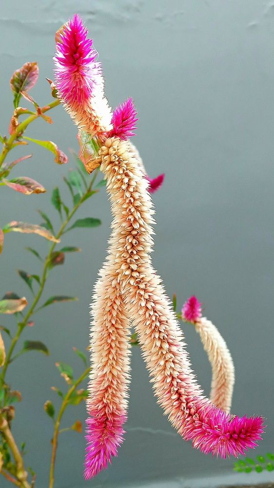 Photograph by Maria da Conceição Queiroz