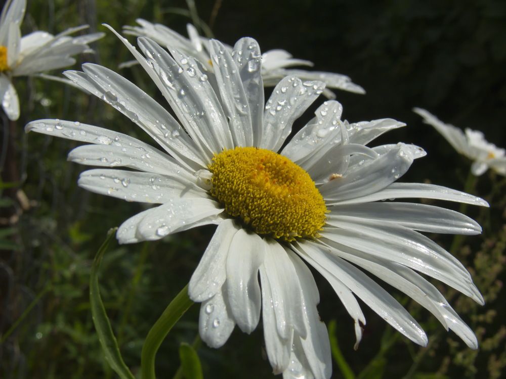 Фотография автора Анатолий Борисов