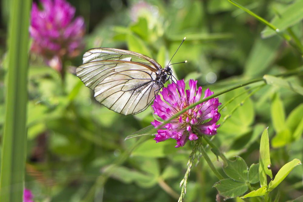 Фотография автора Анатолий Борисов