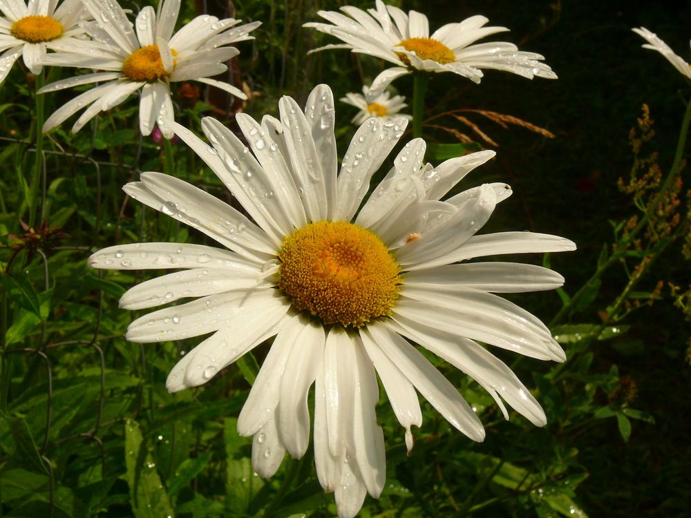 Фотография автора Анатолий Борисов