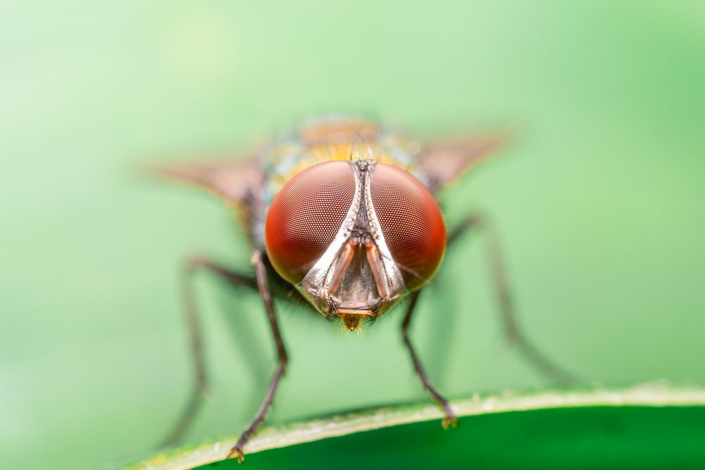 Photograph by Dino Von Valen