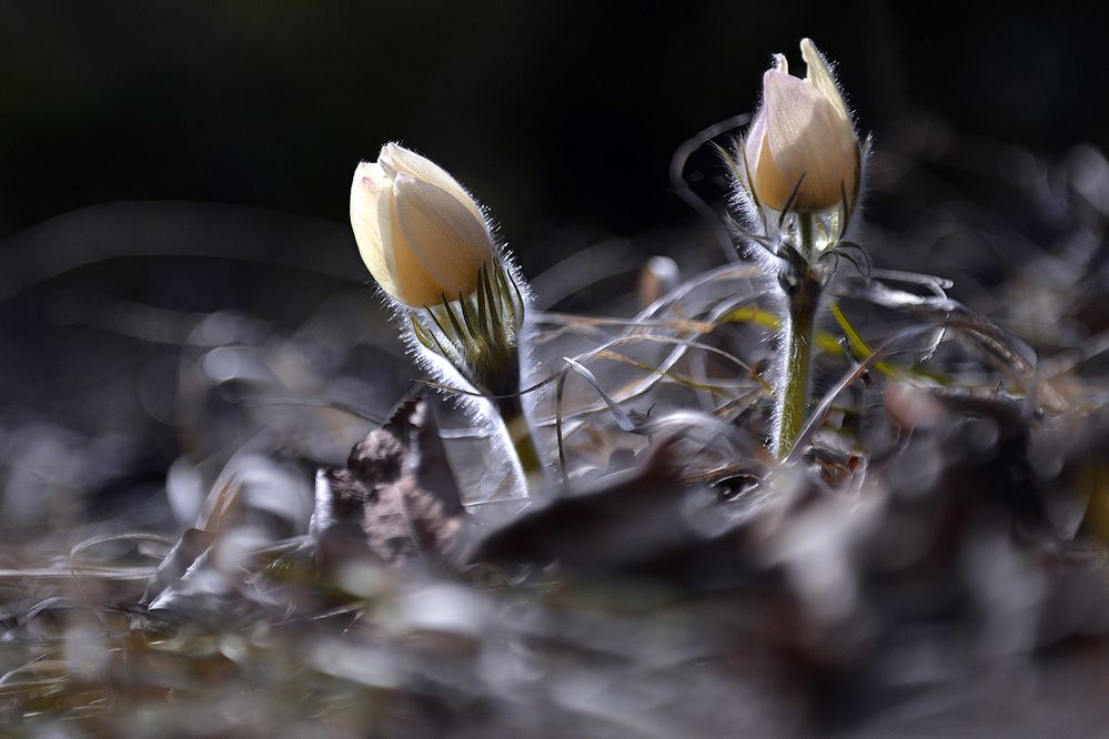 Photograph by Варвара Штерн