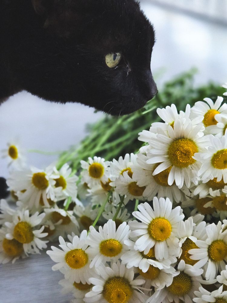 Photograph by Ольга Дёмина