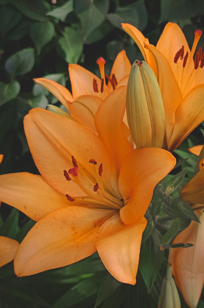 Photograph by Елена (Reed) Кузнецова