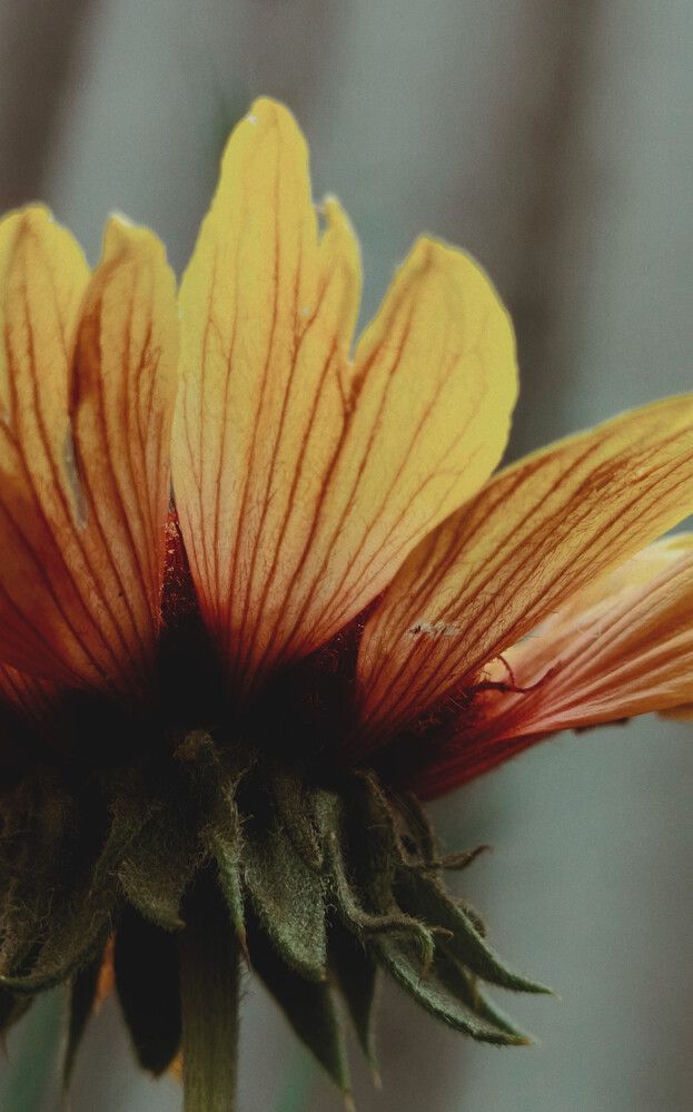 Photograph by Елена (Reed) Кузнецова