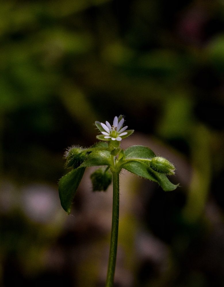 Photograph by zahra salardini