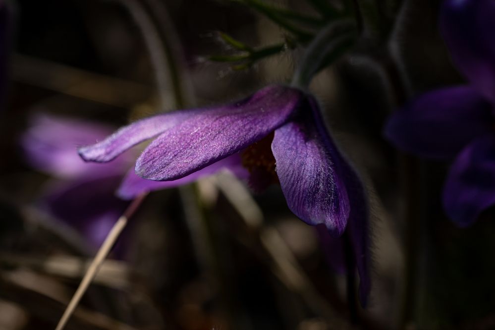 Photograph by Анна Оськина