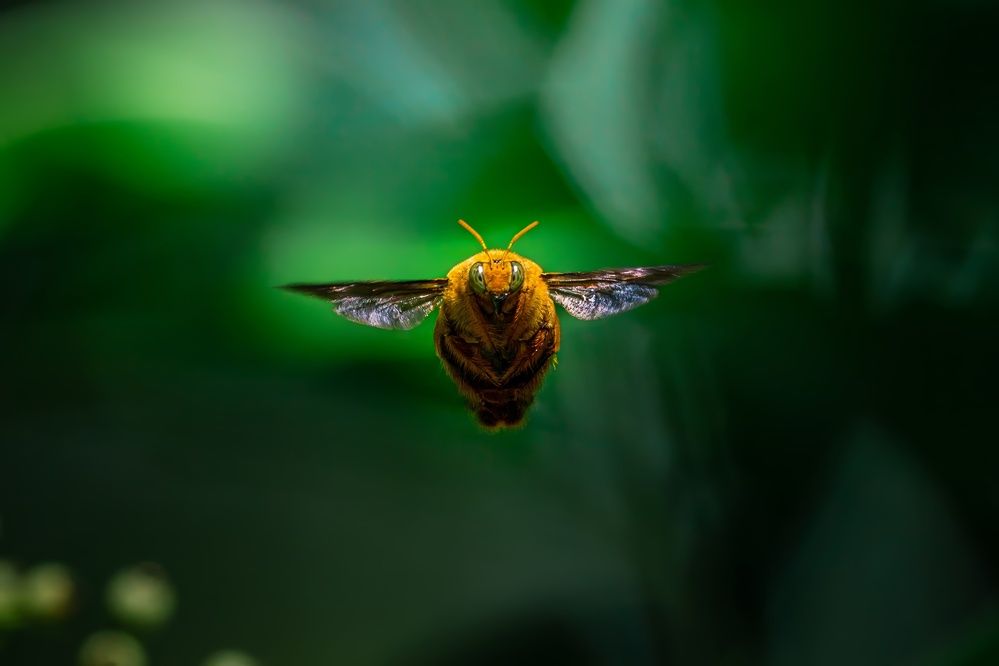 Photograph by Dino Von Valen