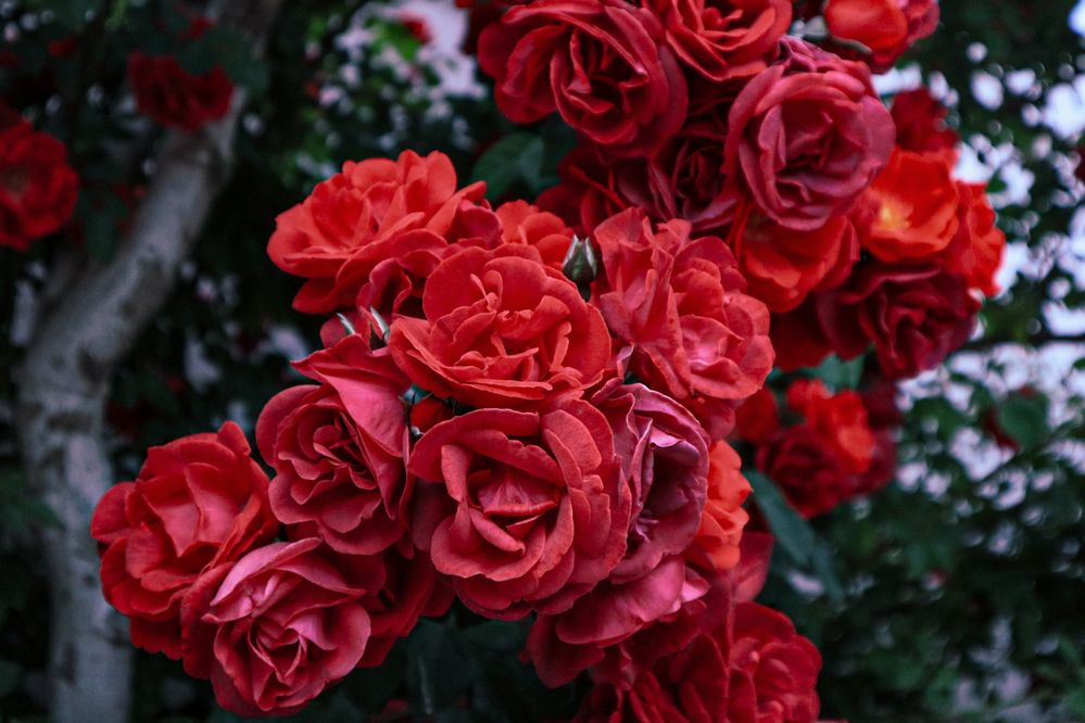 Photograph by Наиля Ахмедова