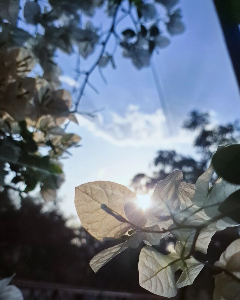 Sun shine Petal