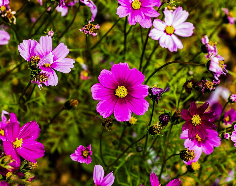 Фотография автора QUAN NGUYEN HUNG