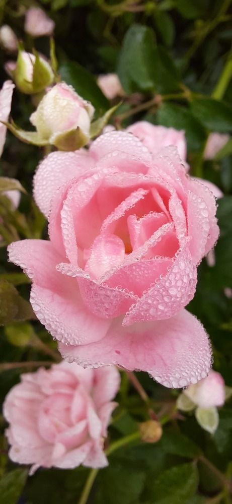 Photograph by Светлана Цапина