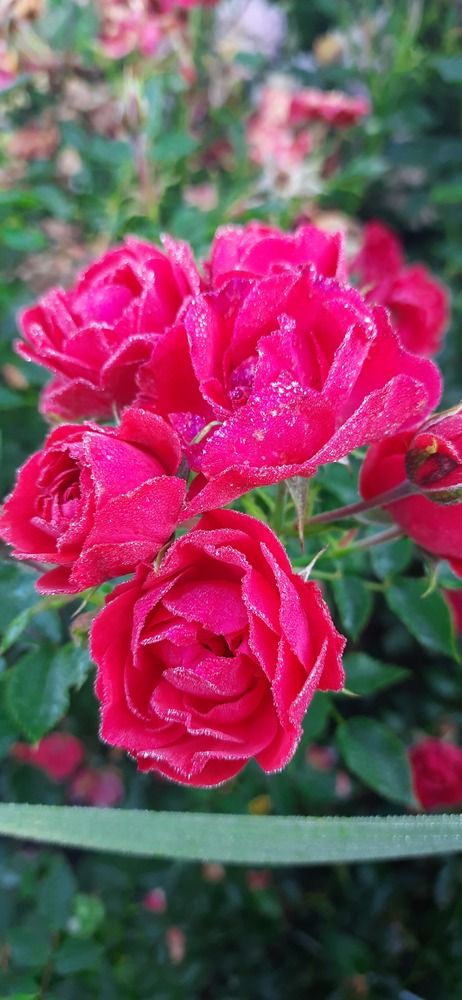 Photograph by Светлана Цапина