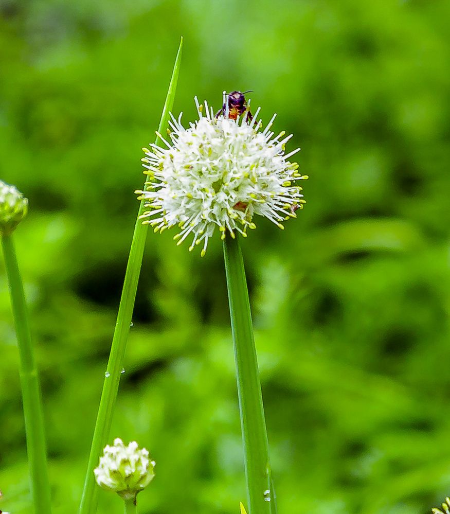 Фотография автора QUAN NGUYEN HUNG