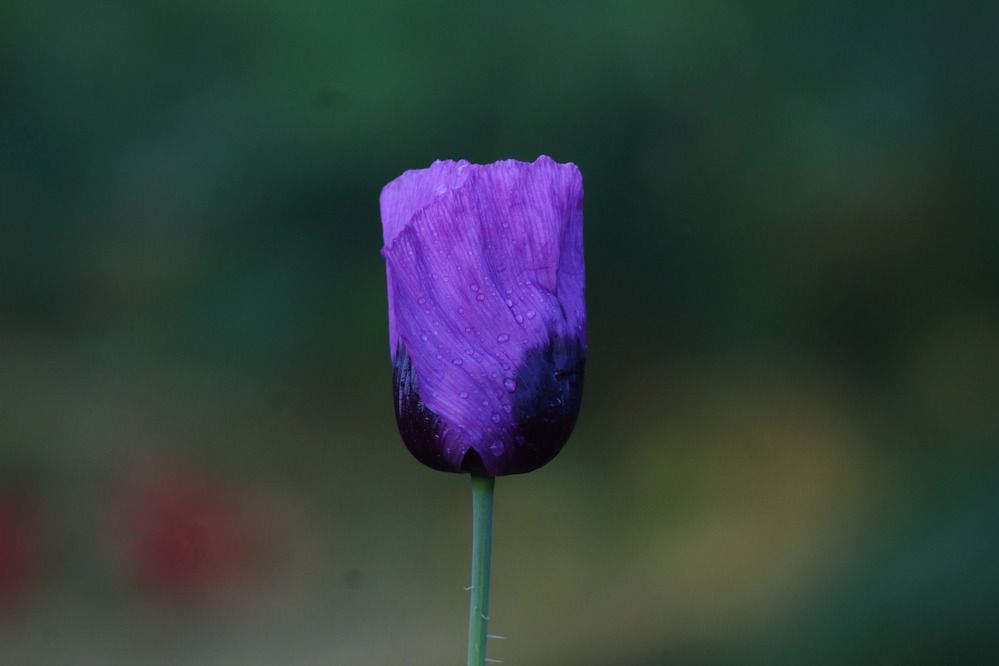 Photograph by Елена Наленч