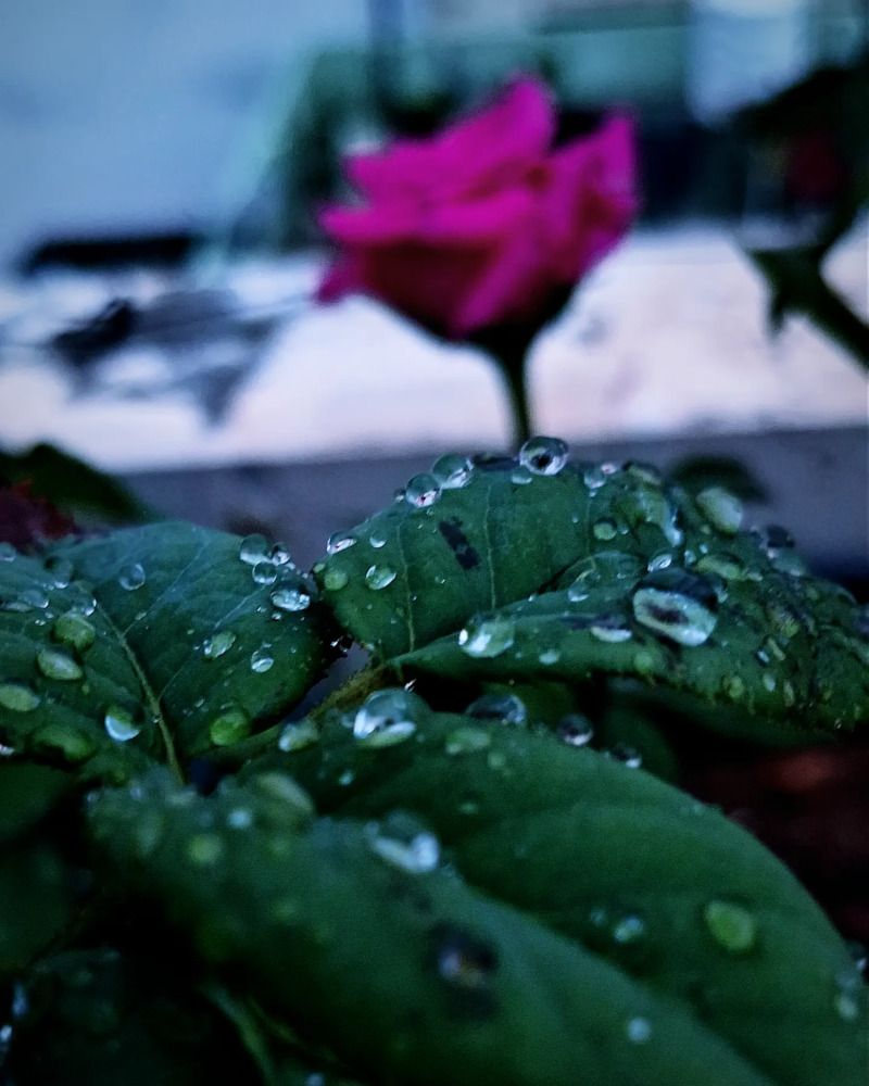 Dew drops and delicate blossoms