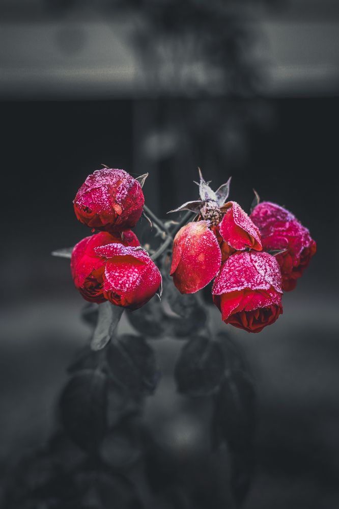 Photograph by Светлана Сергеева