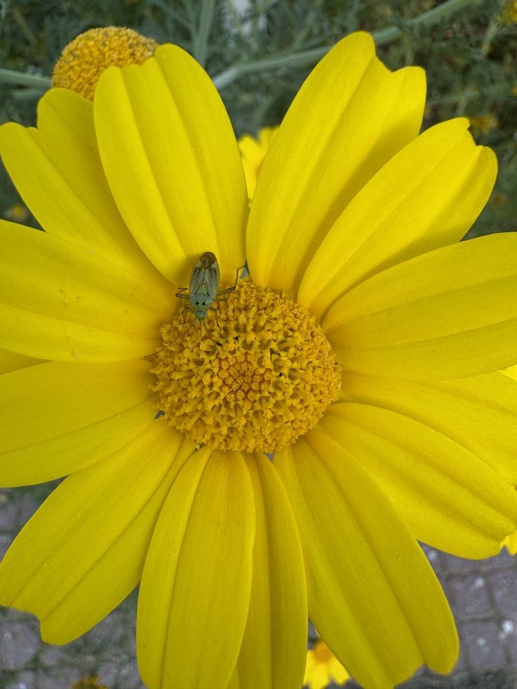 Photograph by Юлия Давшан