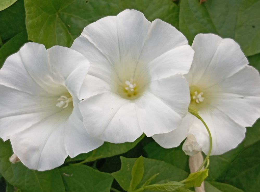 Photograph by Елена Коробченко