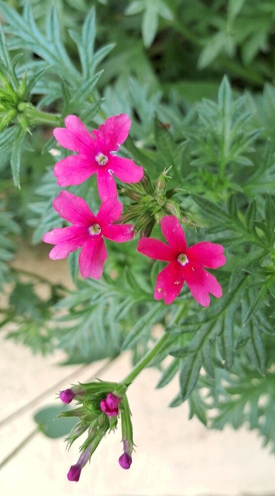 Pink petals in bloom