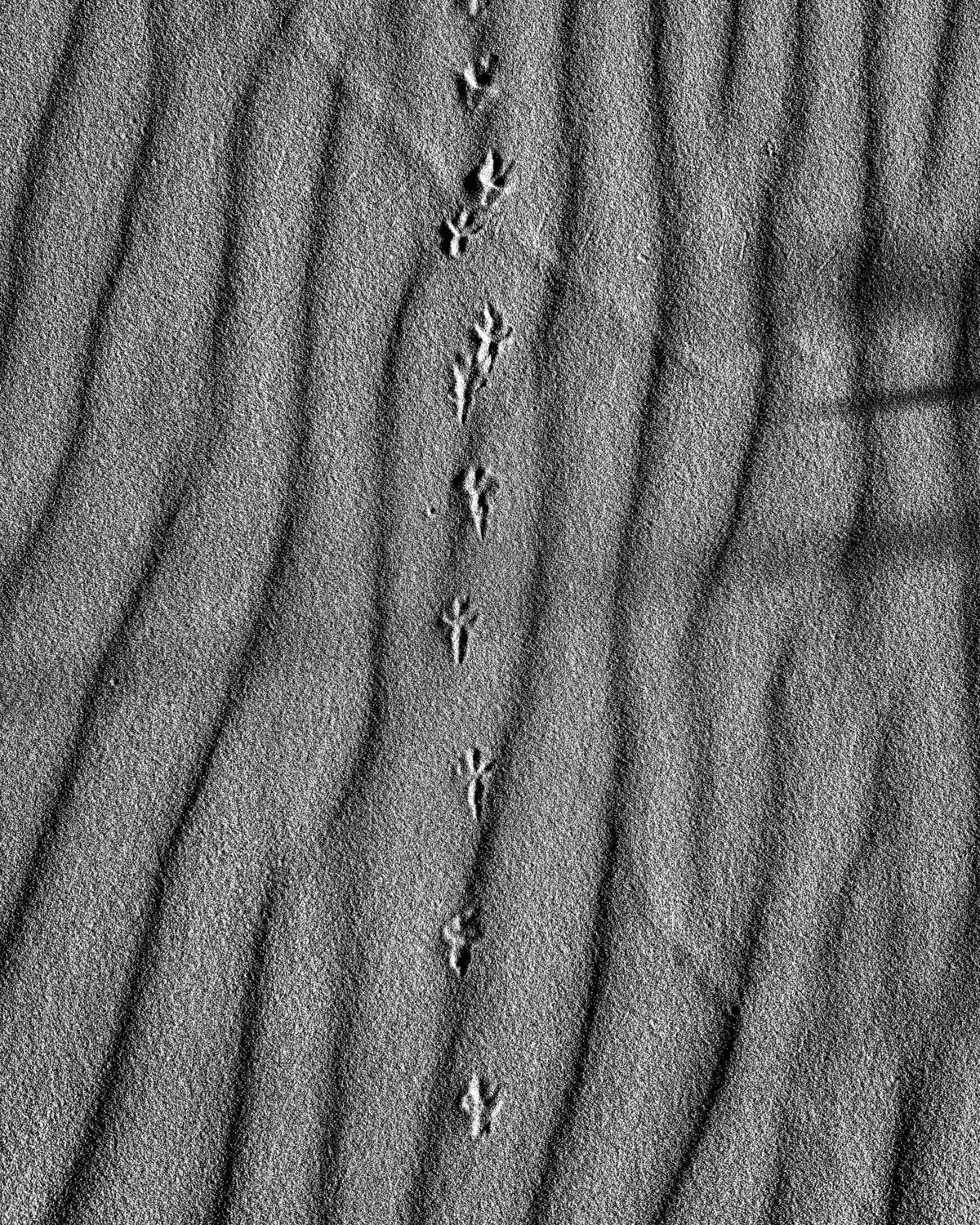 Photo #12490002