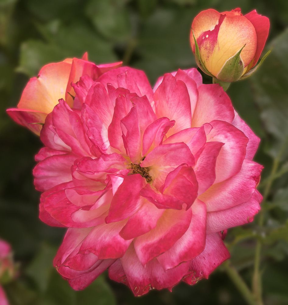 Нежная роза