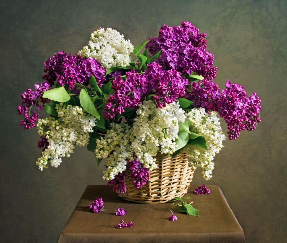 Photograph by Вера Лопатина