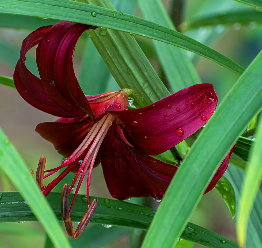 Лилия поникающая
