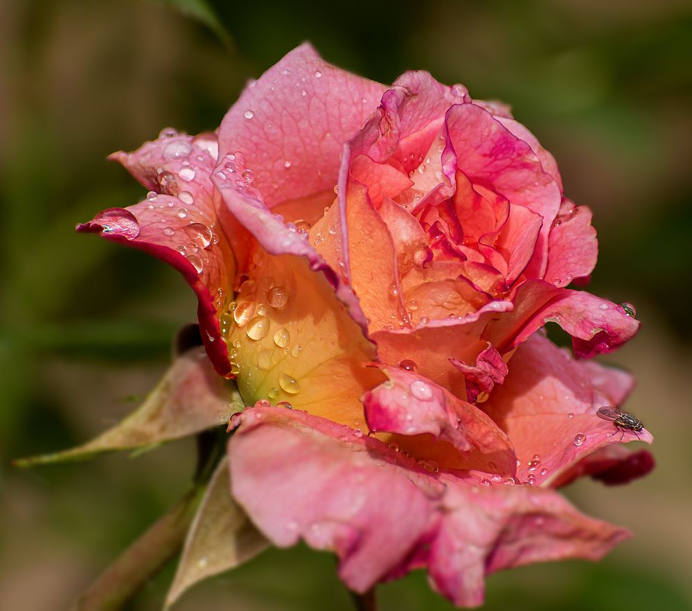 Умытая дождем