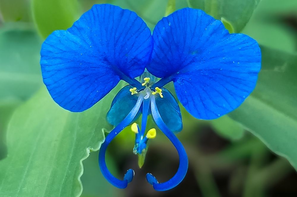 Blue flower