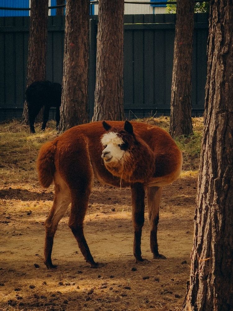 Photograph by Алёна Горошко