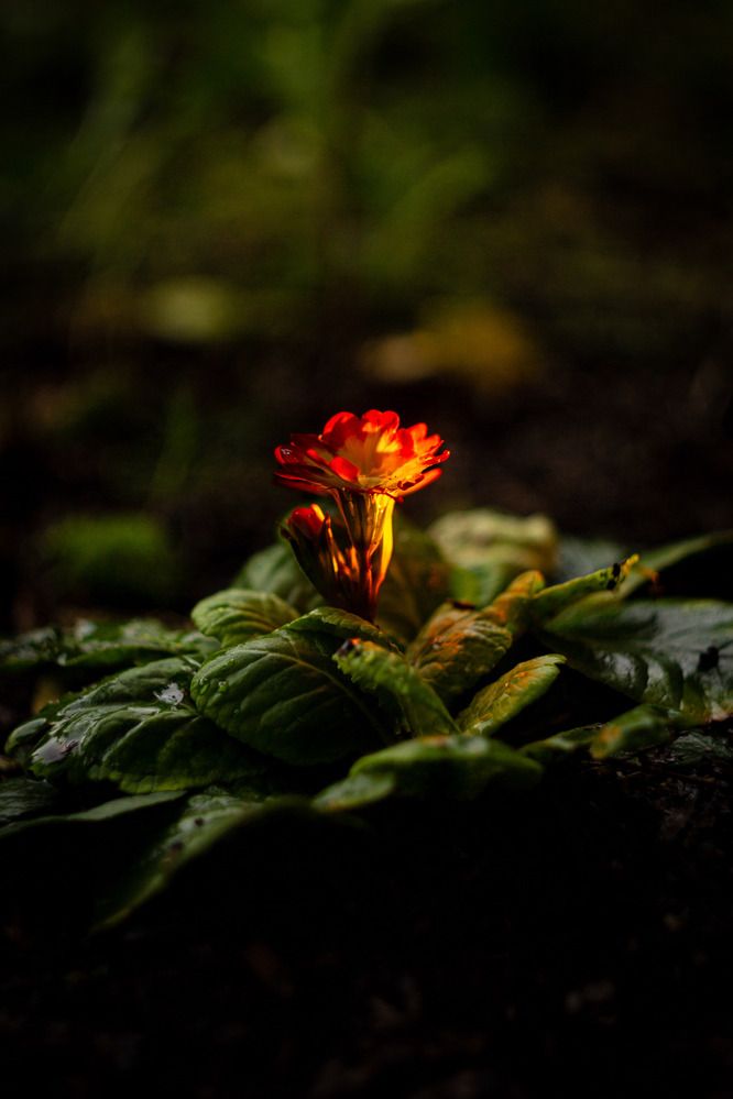 Photograph by Екатерина Брехова