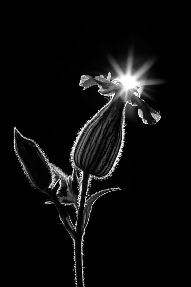 Фотография автора Refat Mamutov