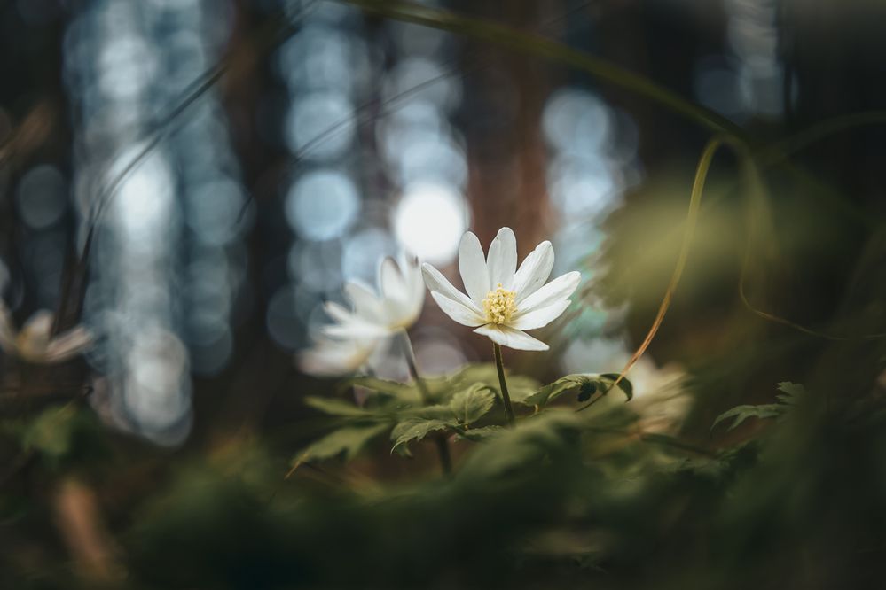 Photograph by Refat Mamutov