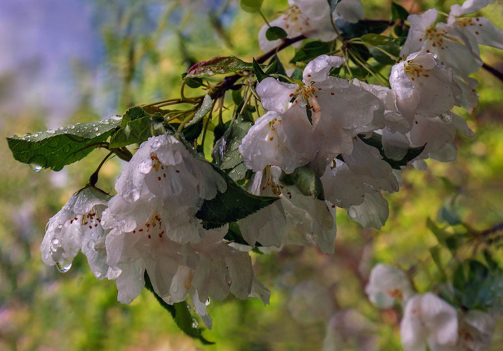 Летний дождь....