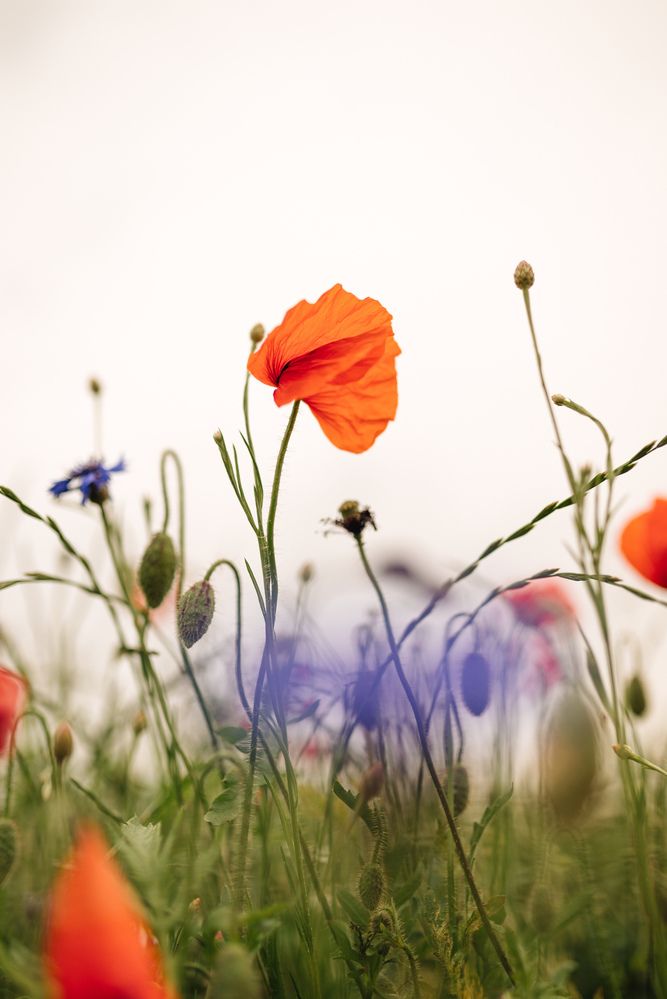 Photograph by Кристина Луканова