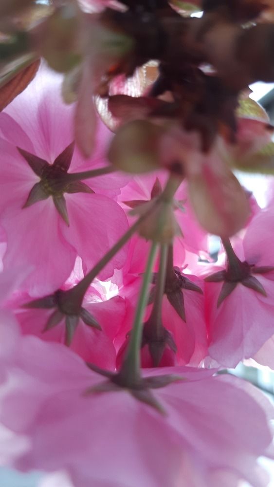 Photograph by sameera madushantha