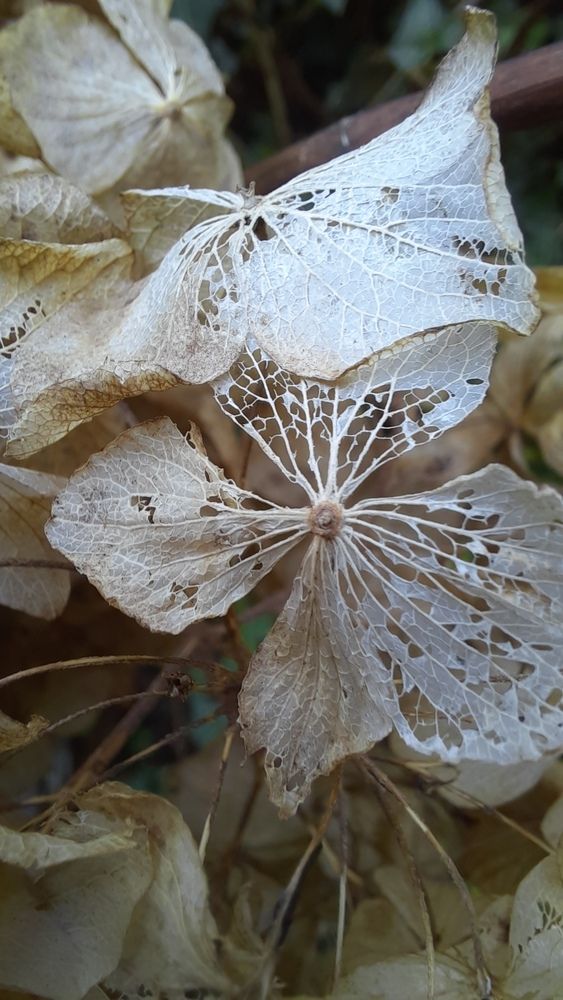 Photograph by sameera madushantha